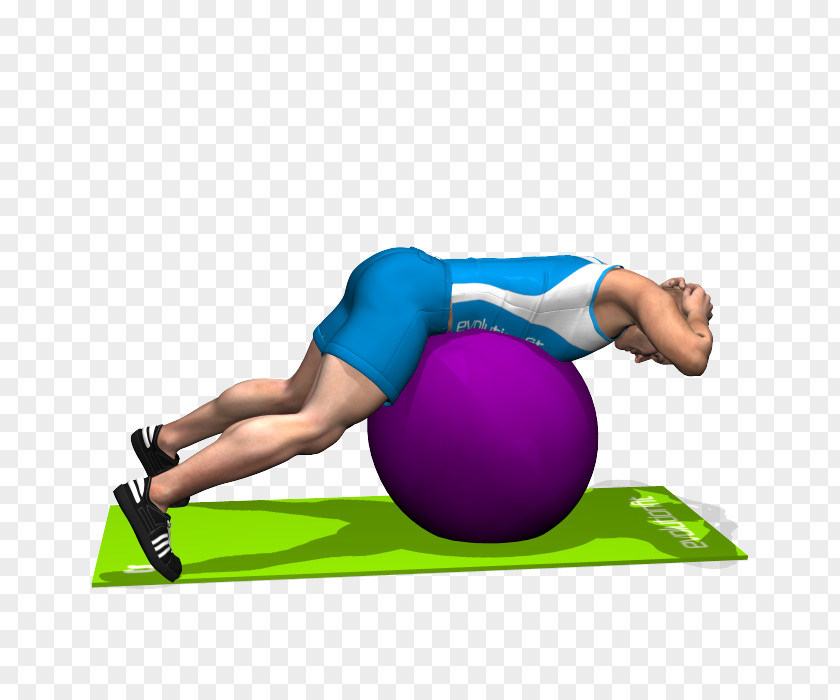 Yoga Ball Exercise Balls Esercizi Multiarticolari Pilates Latissimus Dorsi Muscle Sport PNG