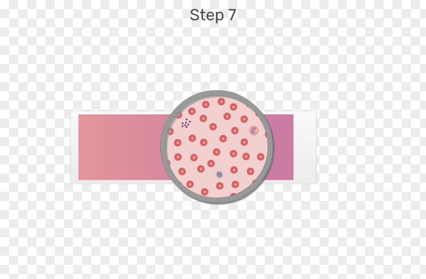 Blood Smear White Cell Red PNG