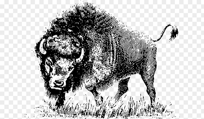 Buffalo Animal Drawing Clip Art PNG
