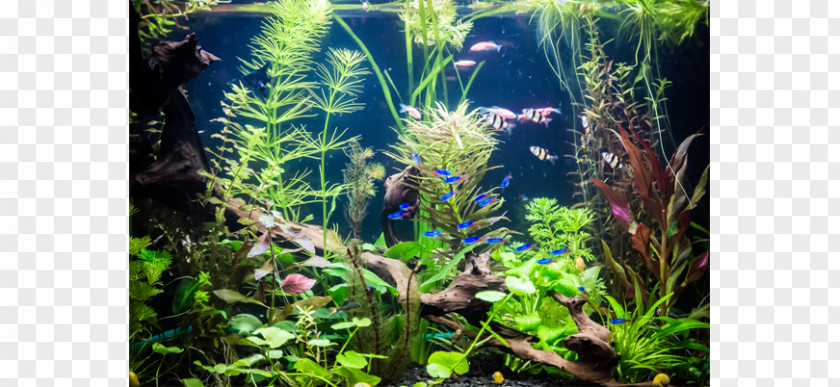 Fish Aquariums Tetra Photography PNG