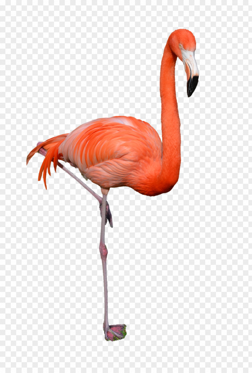 Flamingo Illustration Clip Art PNG