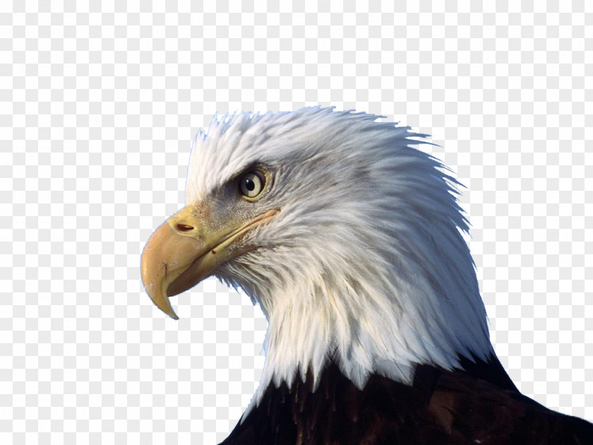 Head Of The Sea Bald Eagle High-definition Video Display Resolution Wallpaper PNG