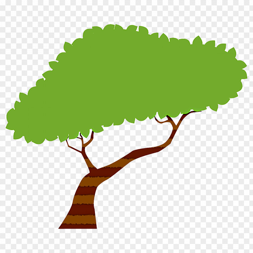 Leaf Green Tree Plant Woody PNG