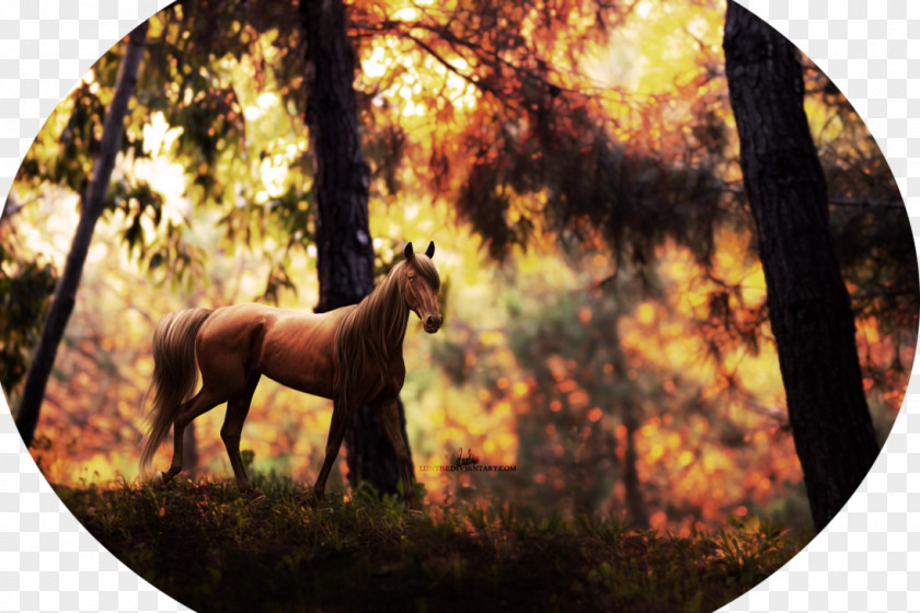 Mustang Stallion Pack Animal Freikörperkultur Sleeping Wolf PNG