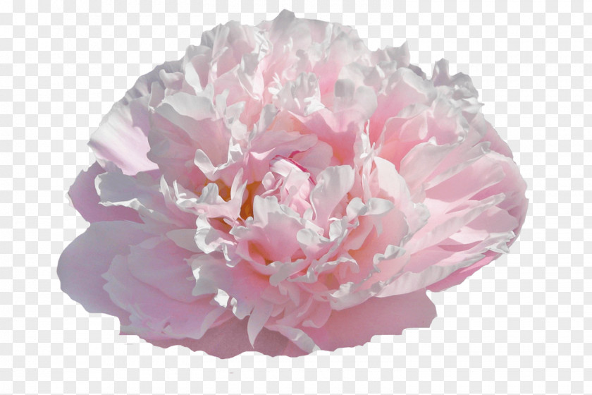 Peony Chinese Cut Flowers Gardening PNG