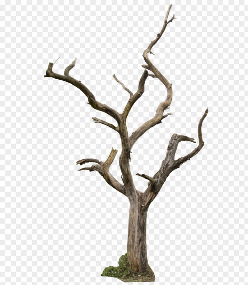 Bare Tree Trunks Drawing Clip Art PNG