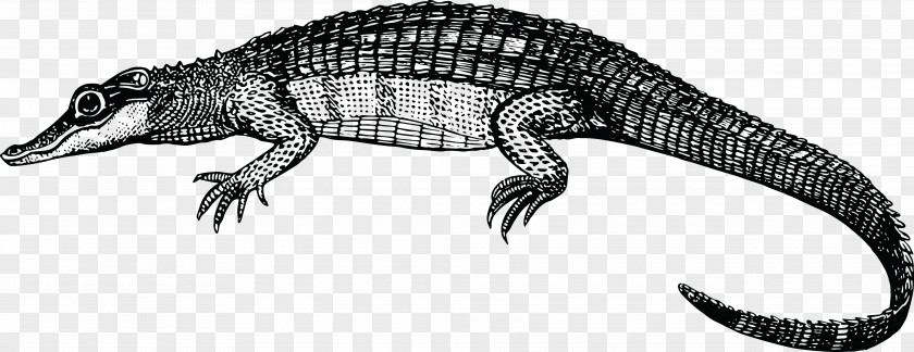 Crocodile Alligator Reptile Clip Art PNG
