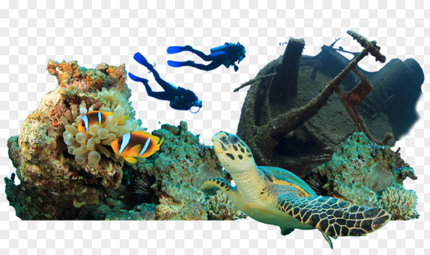 Diving Watch Scuba Set Underwater Professional Association Of Instructors Scholḗ PNG
