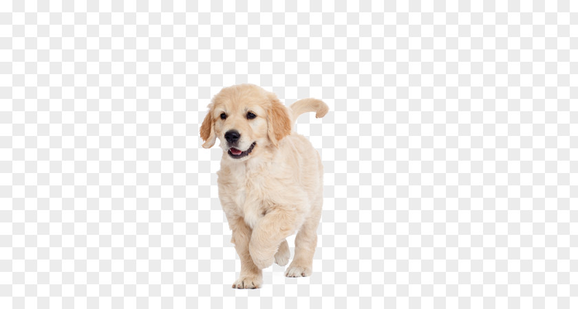 Golden Retriever Puppy Dog Breed Labrador Companion PNG
