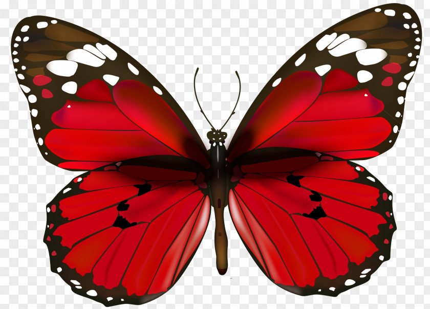 Butterfly Desktop Wallpaper Clip Art PNG