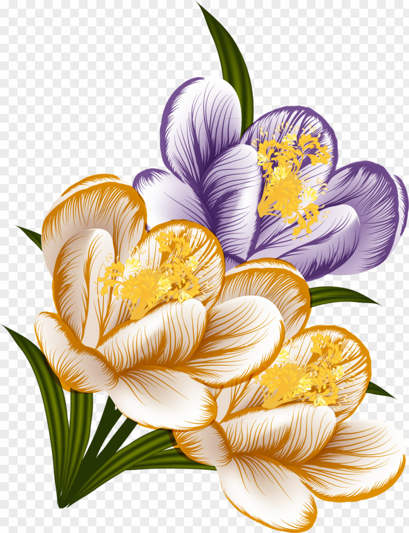 Crocus Flower Clip Art PNG