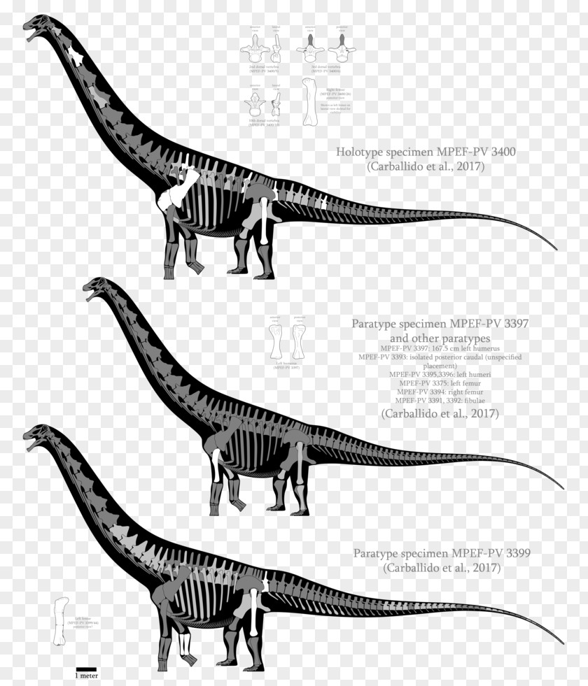 Dinosaur Patagotitan Velociraptor Size Argentinosaurus Malawisaurus PNG