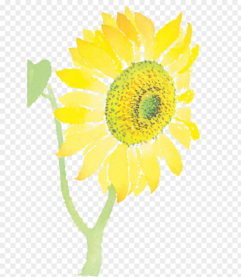 Hand-painted Sunflower Common Cut Flowers PNG