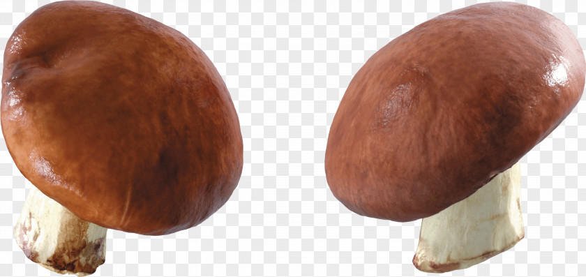 Mushroom Image PNG