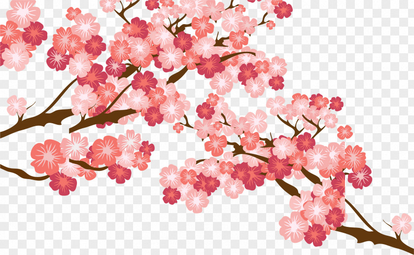 Pink Cherry Blossoms Blossom Cerasus PNG