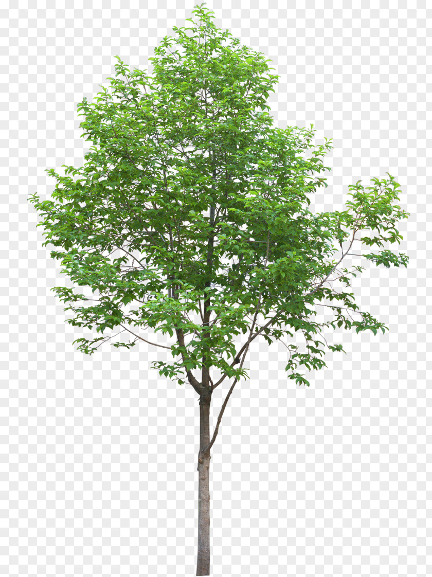 Tree Populus Alba Oak Dawn Redwood Quercus Ilex PNG