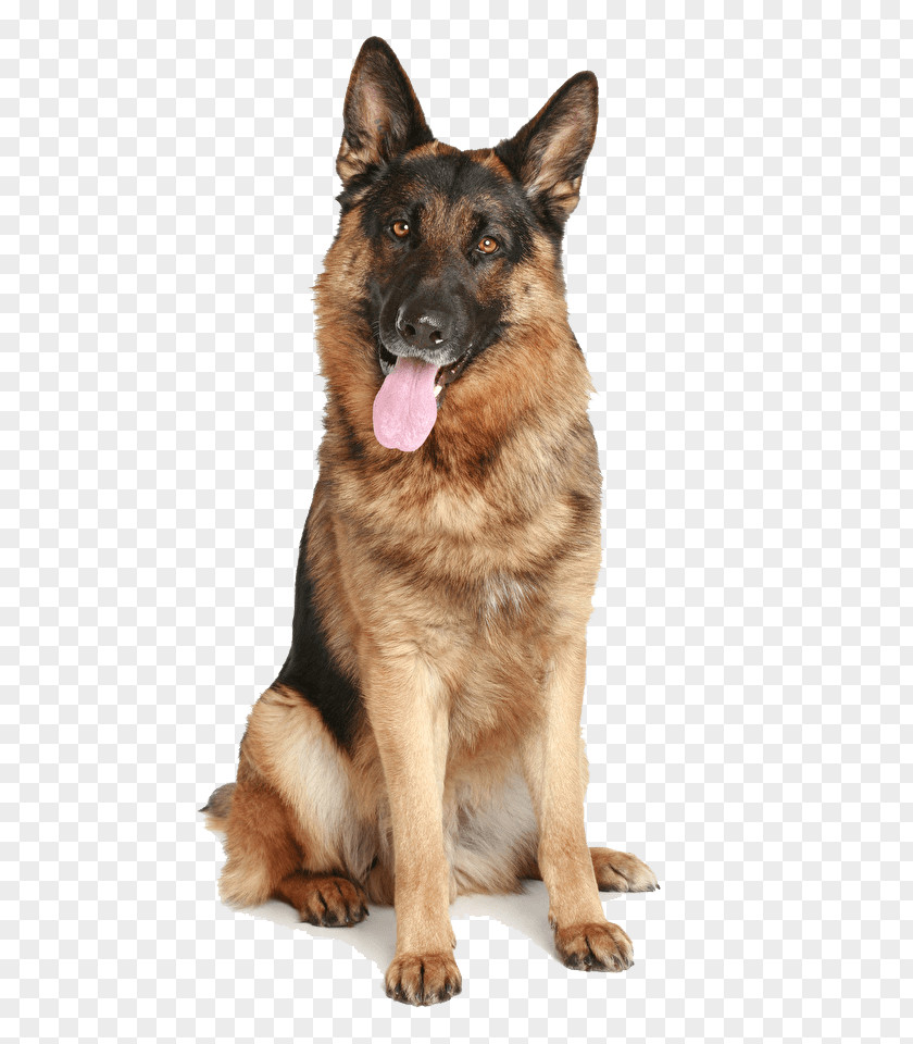 Puppy Old German Shepherd Dog Shiloh PNG