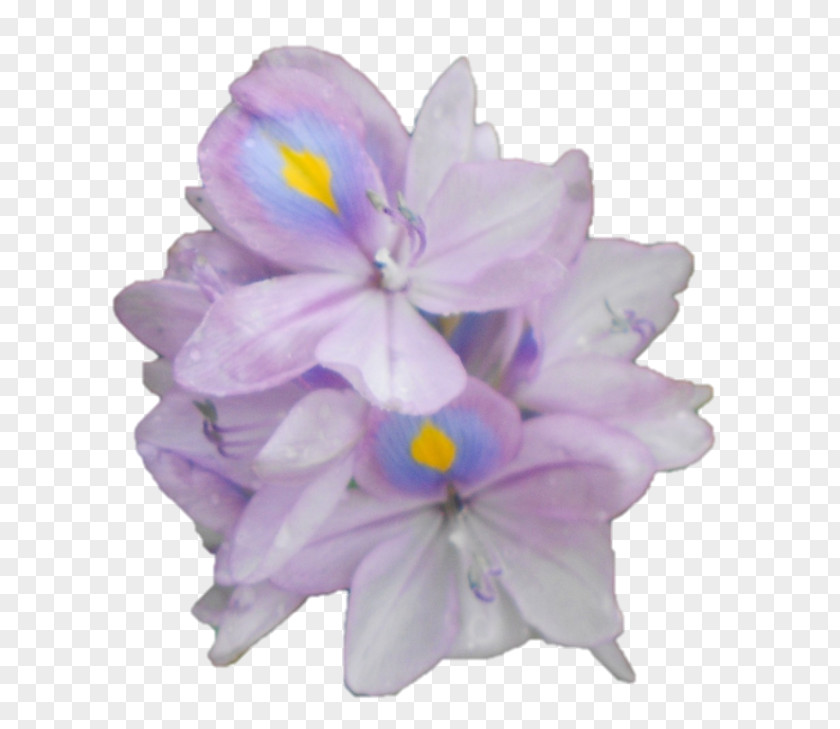 Violet Hyacinth Herbaceous Plant Family PNG