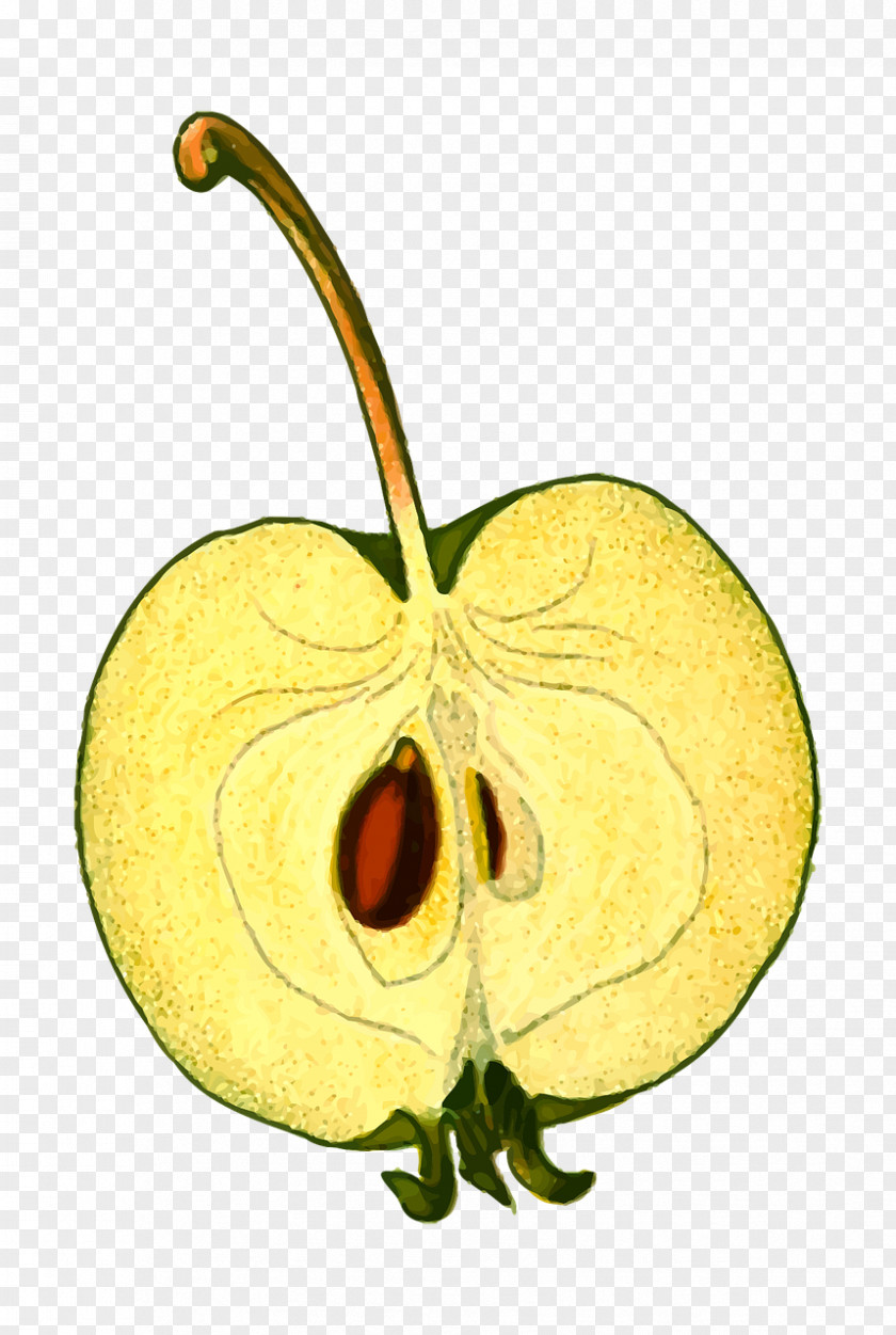 Apple Download Clip Art PNG