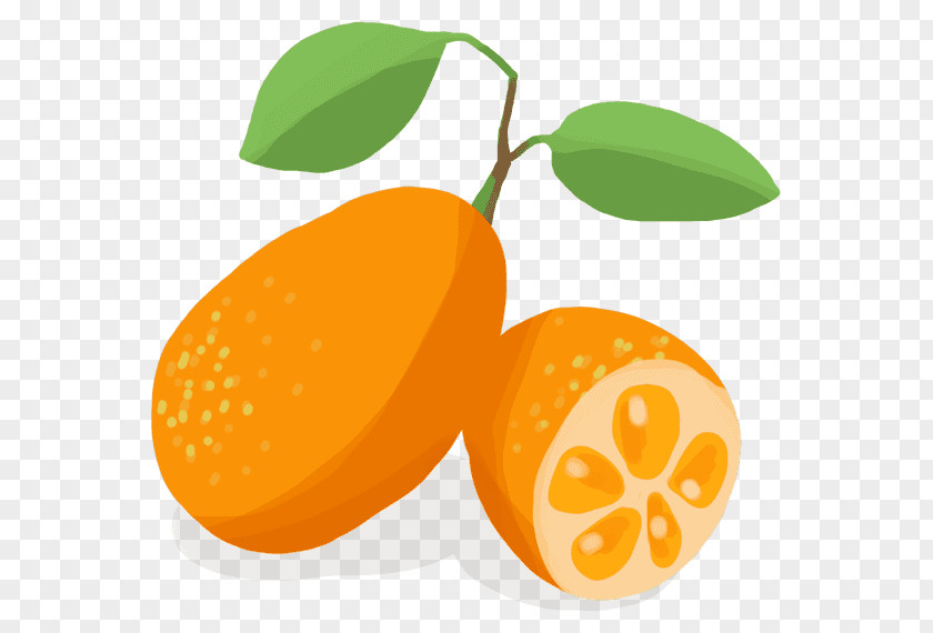 Kumquat Clementine Mandarin Orange Vegetable Bitter PNG