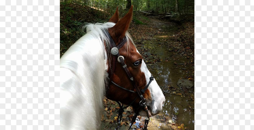 Man Long Hair Bridle Stallion Lipizzan Mane 60th Anniversary Gala PNG