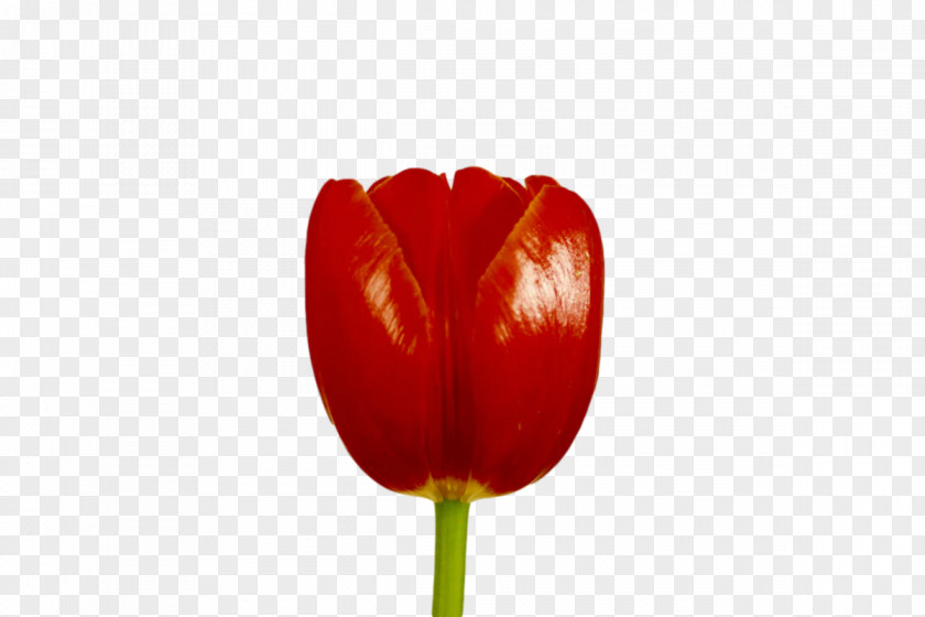 Plant Stem Tulip Peppers Lilies Bell Pepper PNG