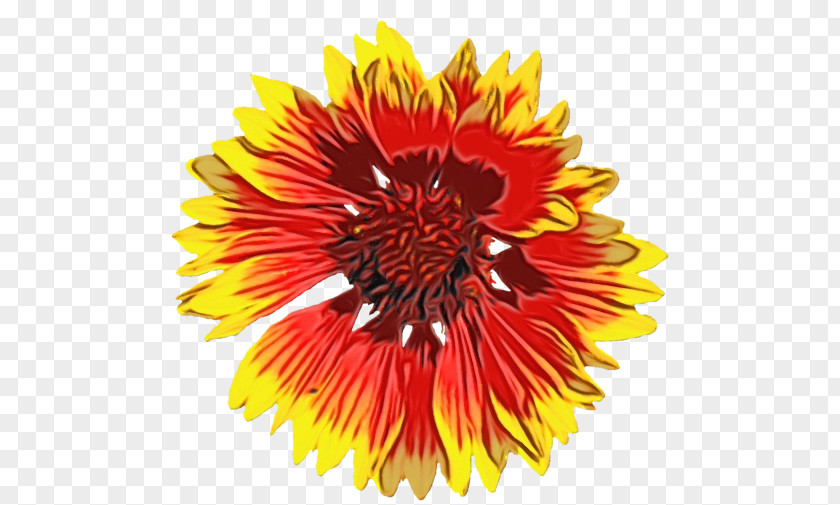 Blanket Flowers Transvaal Daisy Cut Sunflower Seed Chrysanthemum PNG