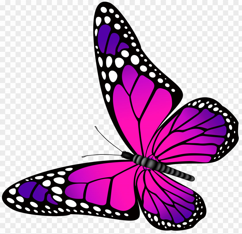 Butterfly Pink And Purple Transparent Clip Art Image PNG