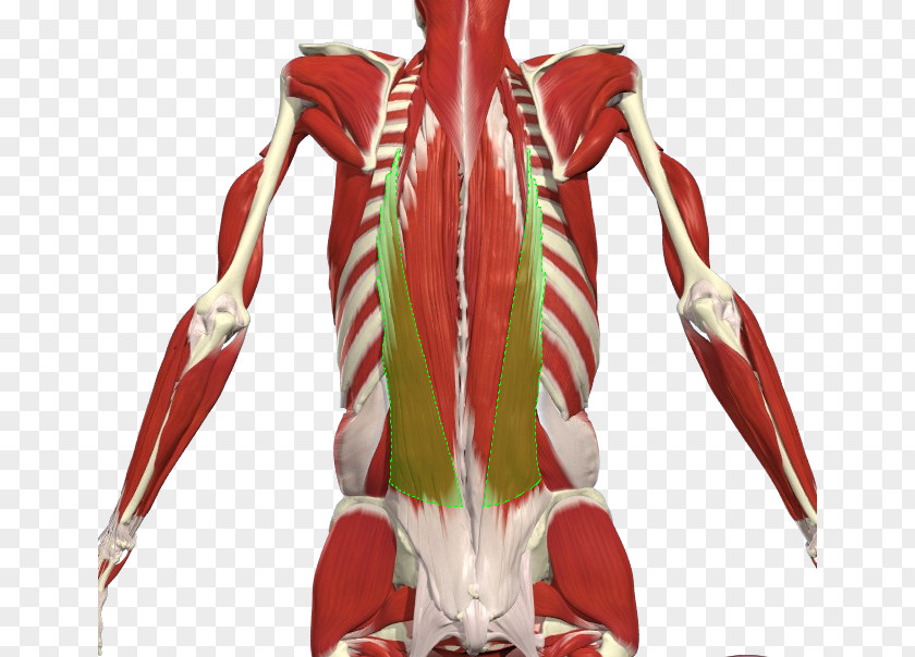 Erector Spinae Muscles Iliocostalis Ligament Vertebral Column PNG