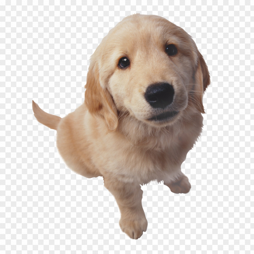 Golden Retriever Beagle Bulldog Puppy Purebred Dog PNG