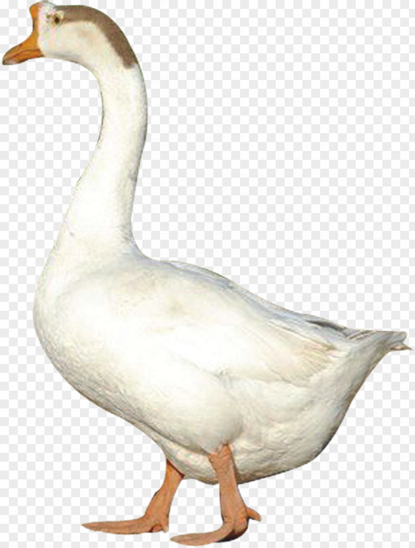 Spotted Remember Goose Duck Domestic Poultry Chicken PNG