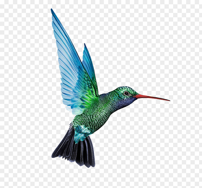 Blue And Green Food Hummingbirds Denmark Battery Charger Baterie Externu0103 Solar Cell PNG