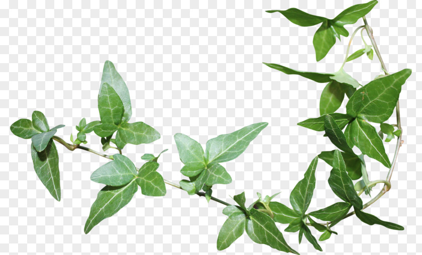 Leaf Green Herbaceous Plant PNG