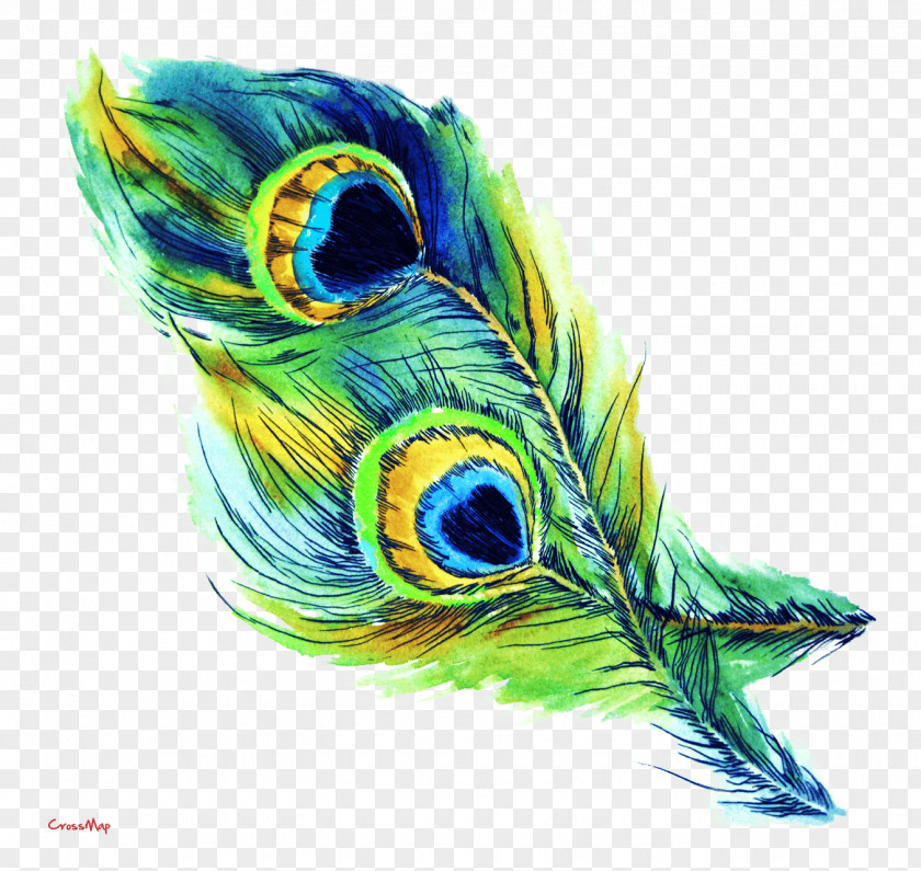 Peacock Feather Peafowl Clip Art PNG