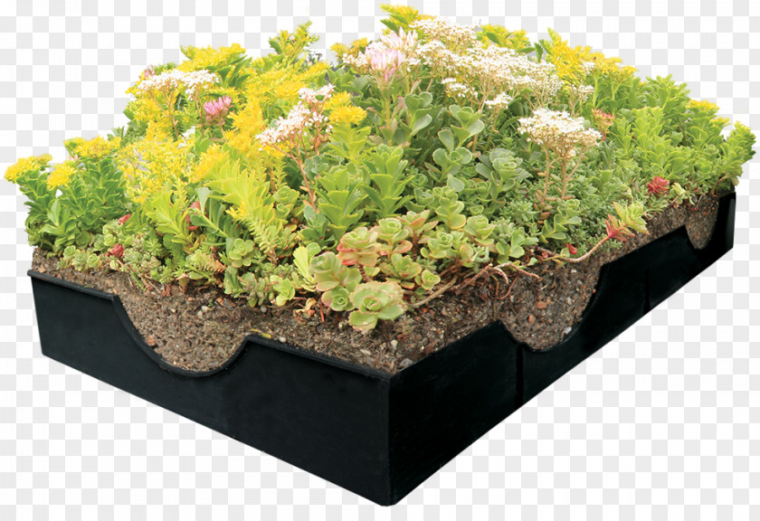 Roof Garden Hawaiian Sunshine Nursery, Inc. Green Flowerpot PNG