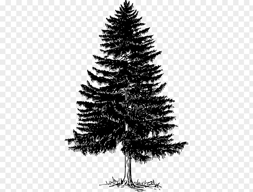 Tree Clip Art Evergreen Image PNG