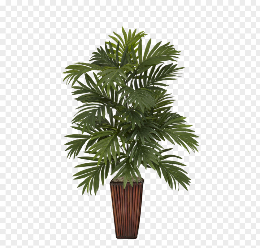 Vase Albizia Julibrissin Areca Palm Arecaceae Plant PNG