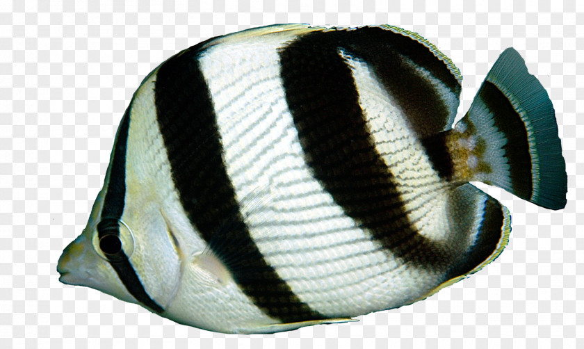 X-ray Fish Butterflyfishes Banded Butterflyfish Vagabond Foureye Blacktail PNG