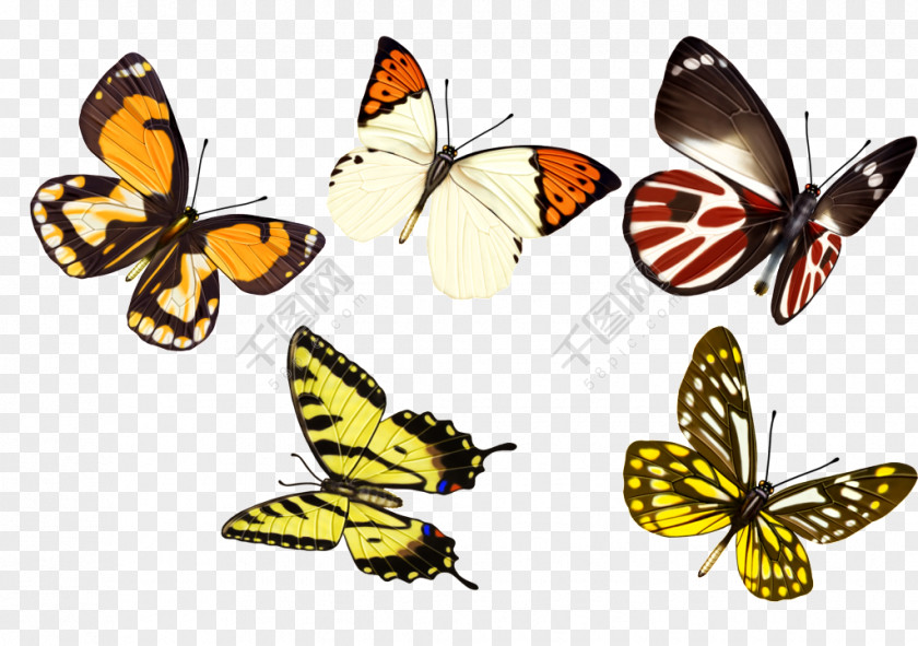 Archeological Excavation Butterfly Vector Graphics Image Insect PNG