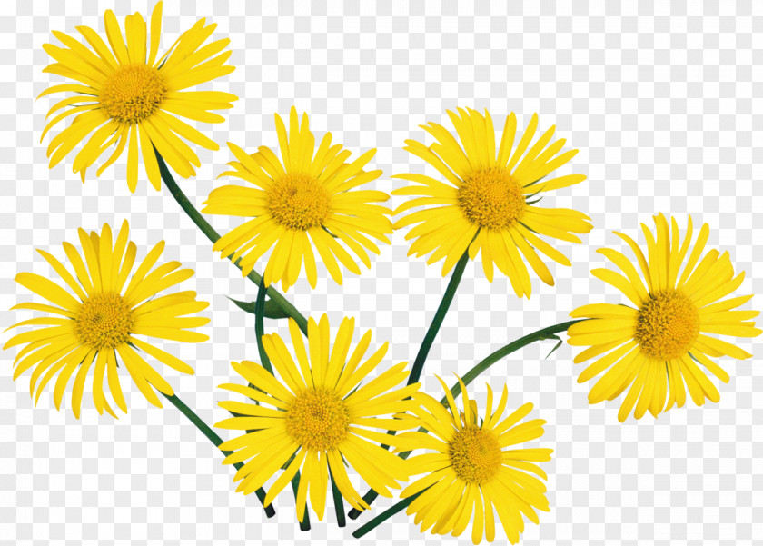 Camomile Flower PNG