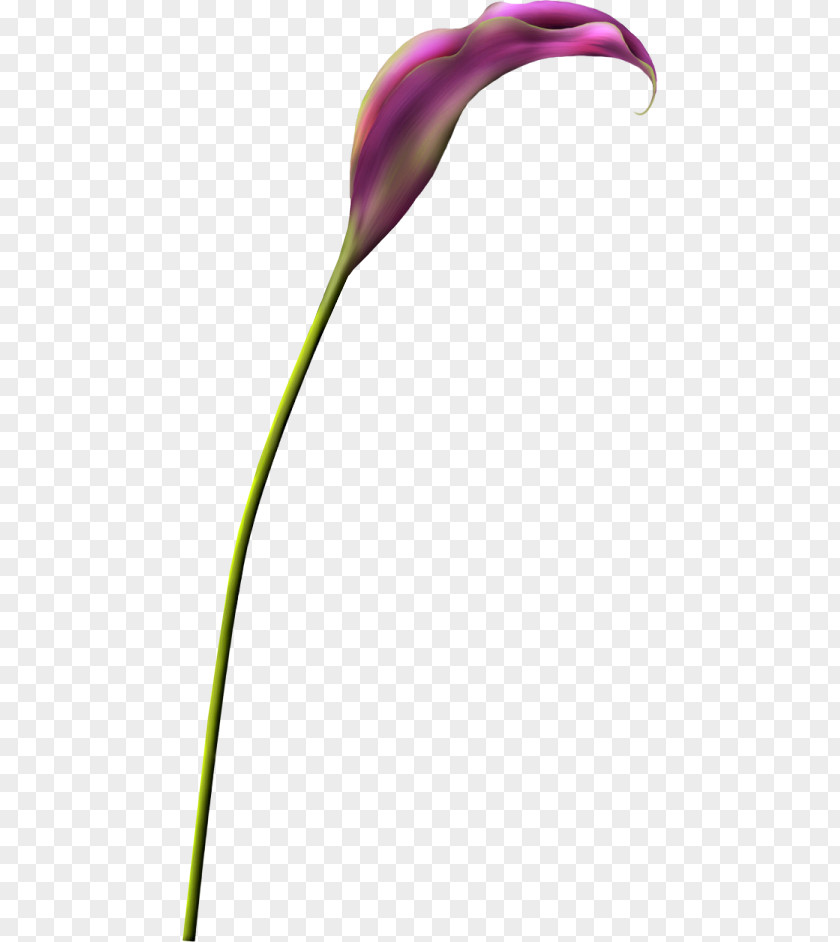 Flower English Lavender Petal Plant Stem PNG