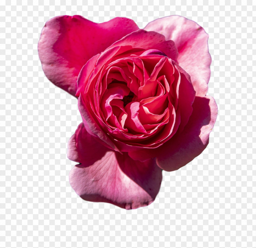 Garden Roses PNG