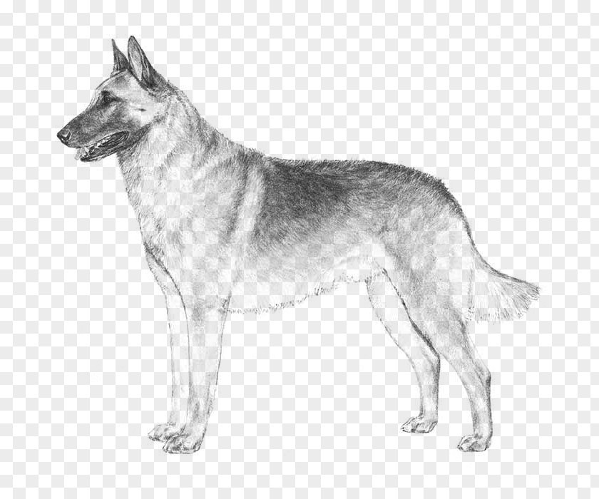 Malinois Dog Belgian Shepherd German Tervuren American Kennel Club PNG