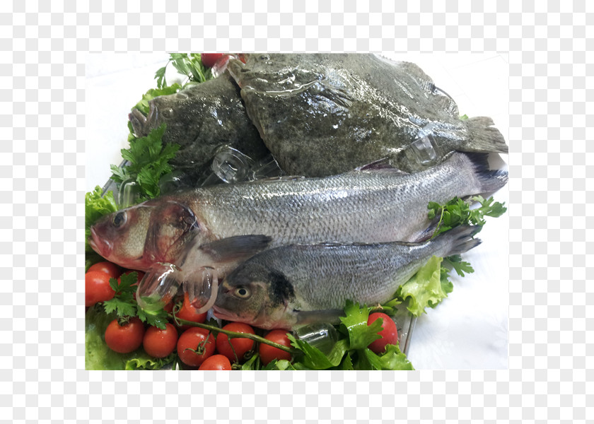 Pepe Grillo Fish Products Tilapia 09777 Salmon Oily PNG