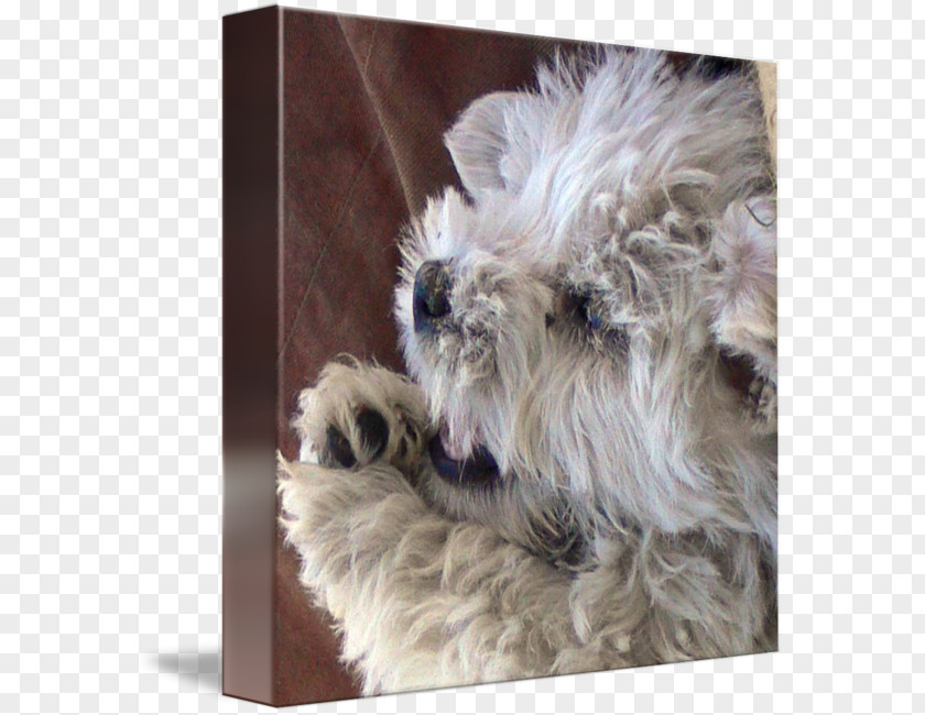 Puppy Miniature Schnauzer Glen West Highland White Terrier Cairn Soft-coated Wheaten PNG