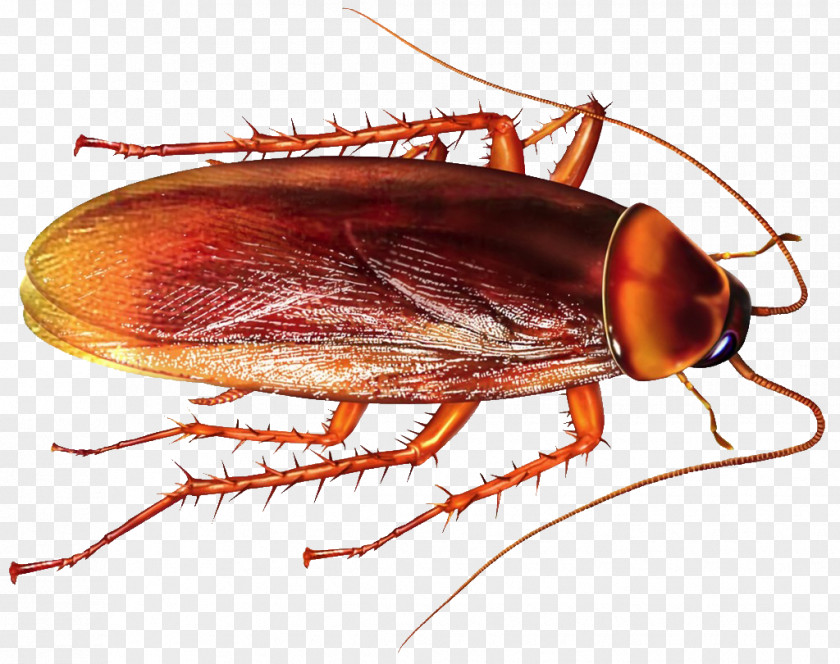 Roach Cockroach Insect Rat Pest Control Mosquito PNG