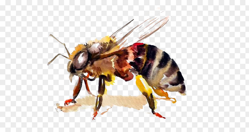 Bee Honey Hornet Watercolor Painting PNG