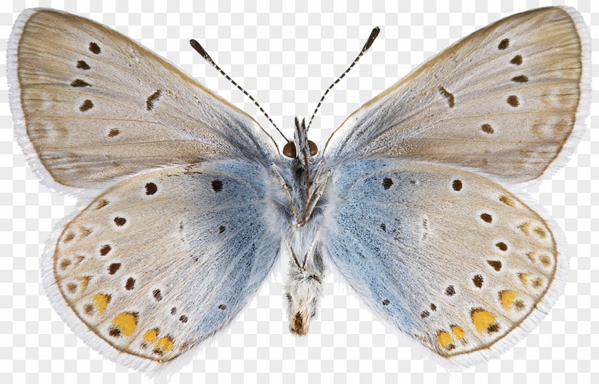 Butterfly Colias Lycaenidae Nymphalidae Bombycidae Pieridae PNG