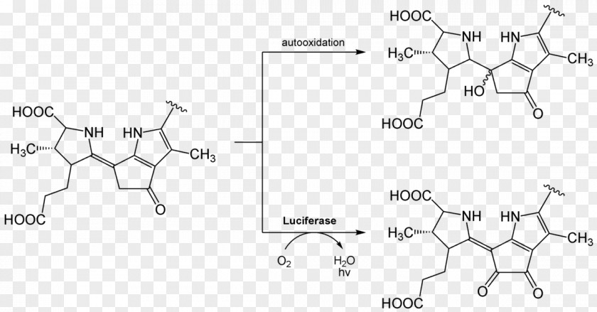 Firefly Luciferin Luciferase Bioluminescence Chemical Reaction PNG
