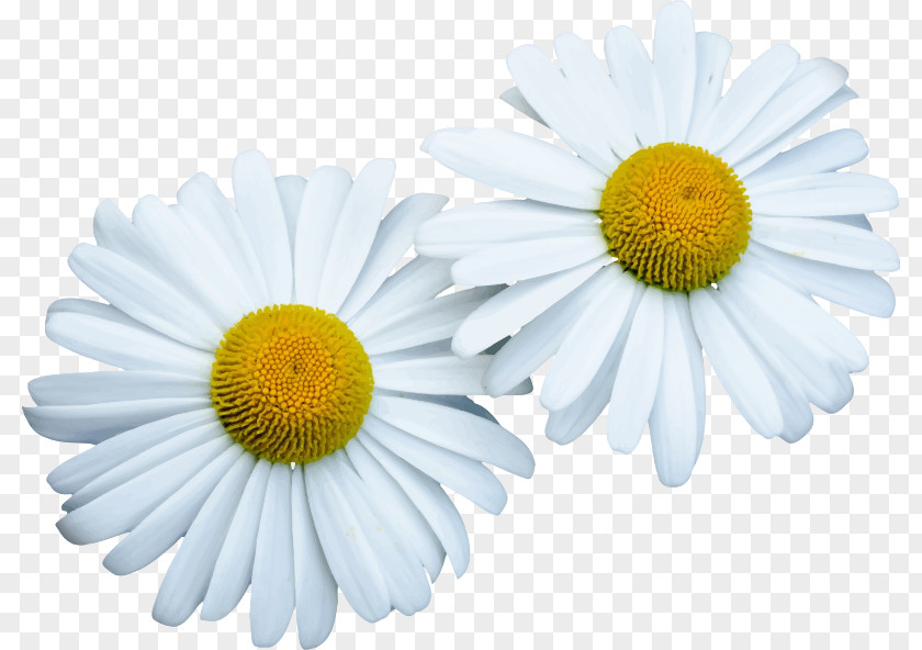 Flower Common Daisy Clip Art PNG